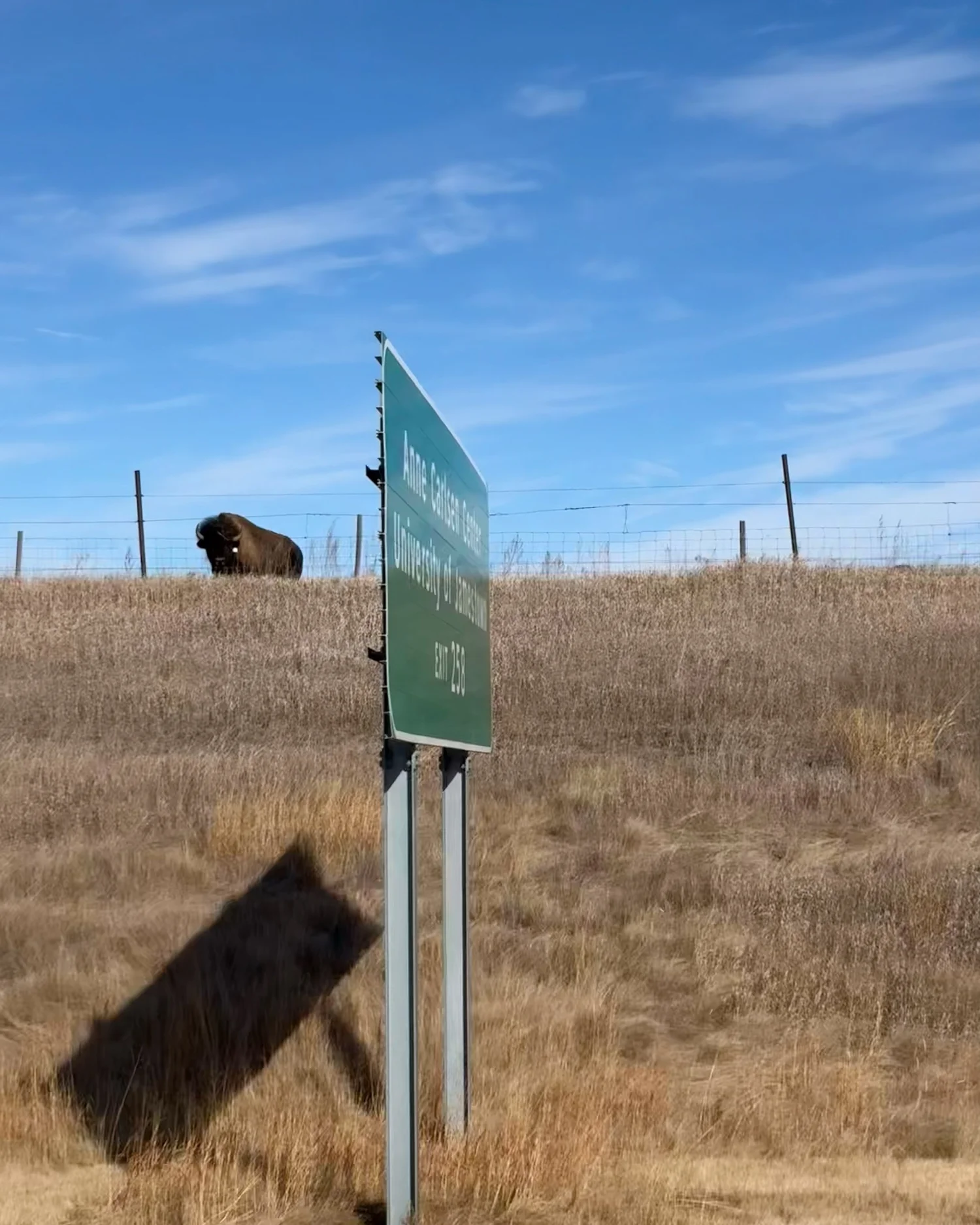 A bison on the North Dakota prairie beside a highway sign